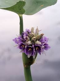 Image result for Monochoria