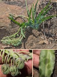 Image result for Ledebouria revoluta