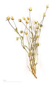 Image result for Sagina abyssinica