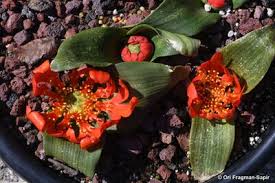 Image result for Daubenya