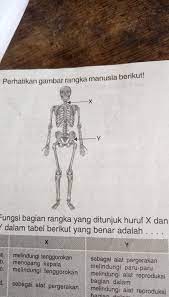Tulang pengumpil dan tulang kering c. Bagian Rangka Yang Ditunjukkan Huruf X Dan Y Dalam Tabel Berikut Yang Benar Adalah Brainly Brainly Co Id