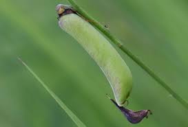 Image result for Crotalaria oocarpa