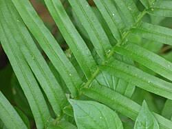 Image result for Pteris vittata