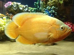 Big Boy Cruzin Aquarium Fish Tropical Fish Aquarium Oscar Fish
