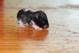 Black And White Syrian Hamster Black And White Hamster Baby Less Than Two Weeks Old Fuzzy And Blind Bear Hamster Hamster Funny Hamsters