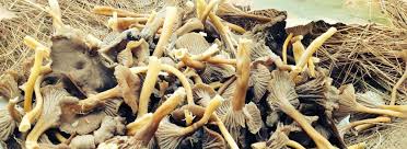 Comme pour la girolle, l'erreur de. La Fausse Corne D Abondance Craterellus Fallax Chaporond