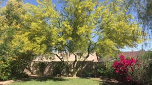 Maybe you would like to learn more about one of these? Desert Museum Palo Verde Youtube