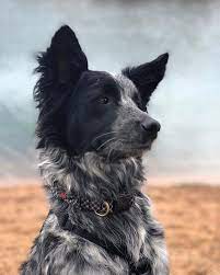 We did not find results for: Blue Heeler Border Collie Aww
