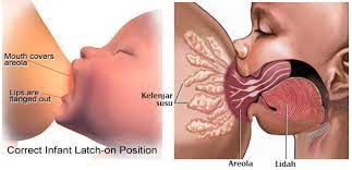 Susu ibu merupakan susu yang penuh khasiat apabila diberikan kepada bayi kita. Panduan Penyusuan Bayi Teknik Penyusuan Susu Ibu Yang Betul Untuk Memastikan Kejayaan Penyusuan Susu Ibu Bayi Perlu Diletakkan Dengan Betul Ke Payu Dara Ibu Biasanya Posisi Dan Cara Meletakkan Bayi Ke