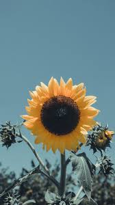 You can also upload and share your favorite sunflower desktop wallpapers free. Sunflower Sunflower Wallpaper Sunflower Pictures Sunflowers Background