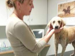 If you're interested in adopting a puppy rather than buying one, vip puppies has a selection of puppies for adoption. Drakenstein Animal Rescue Paarl