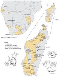 Image result for Malouetia bequaertiana