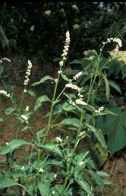 Image result for Celosia trigyna