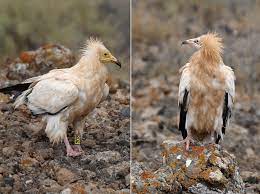 In southern asia this species is called the scavenger vulture. Long Term European Life Project Key For The Recovery Of An Endangered Egyptian Vulture Population The Applied Ecologist