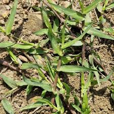 Image result for Schoenoplectus muriculatus