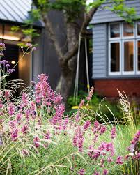 Image result for Cephalaria integrifolia