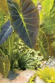 Image result for Colocasia