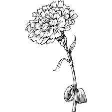 Carnation Liked On Polyvore Featuring Flowers Carnation Flower Tattoo Flower Drawing Birth Flower Tattoos
