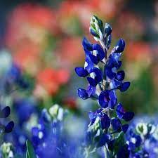 Wyoming's state flower, and a beautiful native plant found around the state. Bluebonnets At Washington On The Bravos State Park Blue Bonnets Indian Paintbrush Texas Bluebonnets