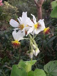 Image result for Sparrmannia africana
