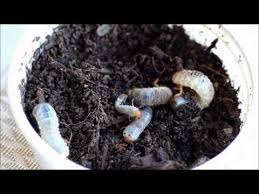 The bad news, however, is that they can, and will, cause damage to trees. Trout Fishing With Witchetty Gubs Otherwise Known As Cockchafer Grubs Or Curl Grubs Trout Fishing Tips Trout Fishing Trout