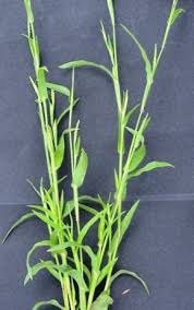 Image result for Hackelochloa