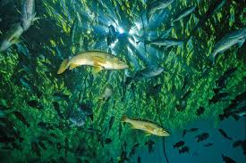 Biodiversity World Ocean Review