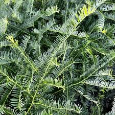 Image result for Polycarpaea prostratum