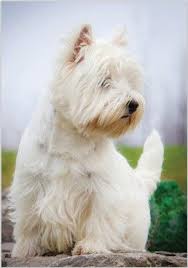 Insuring a west highland white terrier? Puppy Dog Westies Westie Dogs White Terrier