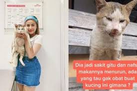Viral Kucing Yang Diam Seperti Patung Itu Dibawa Awkarin Ke Klinik Hewan Dan Diinfus Apa Hasil Diagnosa Dokter Ini Dia Semua Halaman Intisari