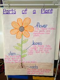Parts Of A Plant Anchor Chart Plant Lessons Kindergarten