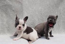 She is sired by the world famous mr. Healthy Blue Pied French Bulldog Puppies Ready For Sale In Clarks Summit Pennsylvania Classified Americanlisted Com