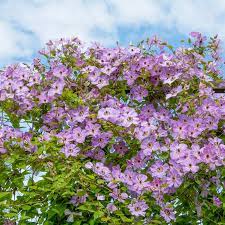 Maybe you would like to learn more about one of these? Clematite Morning Sky 1 5 M In Ghiveci De 2 L Tufa Ornamentala Cataratoare Clematis Cu Flori