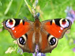 Download brush footed butterfly images and photos. Nymphalidae Brush Footed Butterflies Arthropodafotos De