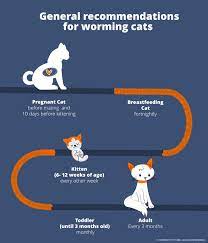 Preventing, identifying, and treating worms in cats. Petshed Petcyclopedia When To Use A Cat Wormer