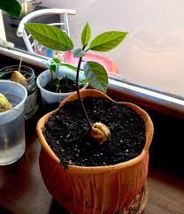 Aug 26, 2020 · put a sprouted avocado seed inside this half sphere with roots pointing down. Planting Avocado Seeds In Soil Top Tips For Success
