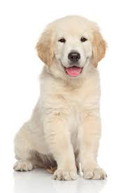 Golden Retriever Puppy Portrait On White Background Goldenretriever Golden Retriever Golden Retriever Baby Retriever Puppy