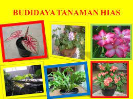 Cara budidaya tanaman hias jenis euphorbia yang benar antara lain sebagai berikut, termasuk cara merawat tanaman hias. Budidaya Tanaman Hias Ppt Download