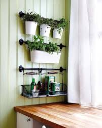 Aquí te compartimos cinco plantas aromáticas mexicanas empleadas en la cocina. Plantas Aromaticas Las Buenas Hierbas