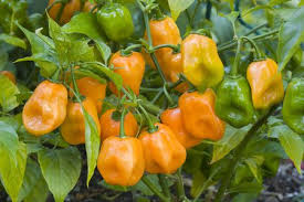 Move the container your peppers are planted in to a shadier spot or use shade cloth to provide cover for your plant. How To Grow Hot Peppers