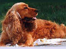 There are field or working cockers and house cockers. English Cocker Spaniel Wikipedia