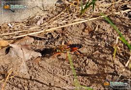 The great golden digger wasp is a benign, gentle wasp currently being studied by scientists for its behavioral responses. Great Golden Digger Wasp Sphex Ichneumoneus
