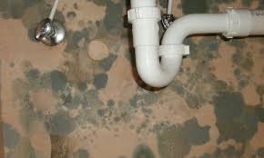Also known as the nefarious black mold, stachybotrys mold is dark green or black in color and has a slimy texture. 6 Types Of Harmful Mold That May Be Lurking In Your Home Bioterra Solutions