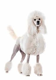 Check spelling or type a new query. Everything About Aussiedoodles Why You Might Not Want One