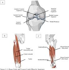 Comparison Of Hamstring To Quadriceps Strength Ratios With A Battery Of Field Tests To Determine Injury Risk In Females Semantic Scholar