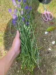 Image result for lavender cuttings