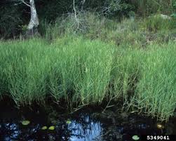 Image result for Panicum repentellum