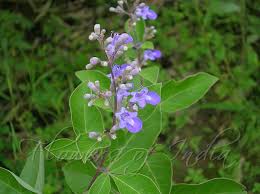 Image result for Vitex trifolia