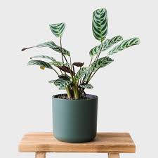 Image result for maranta