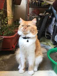 Mereka biasanya memiliki mata merah dan tubuh yang tidak memiliki pigmen hitam yang disebut melanin, di mana mereka mendapatkan warna form. O Xrhsths Lucid Anwar Sto Twitter Hi Semua Kpd Warga Desa Tasik Tasik Selatan If Nampak Kucing Ni Boleh Hubungi Saya Dia Hilang Sejak Pagi Tadi Namanya Ahmad Fizikal Ada